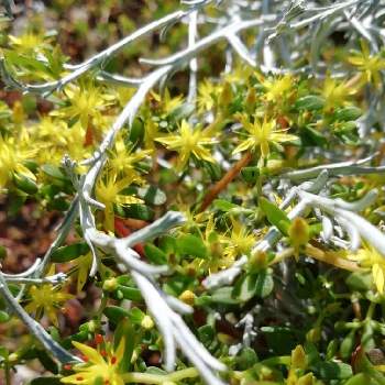 クッションブッシュの投稿画像一覧 Greensnap グリーンスナップ