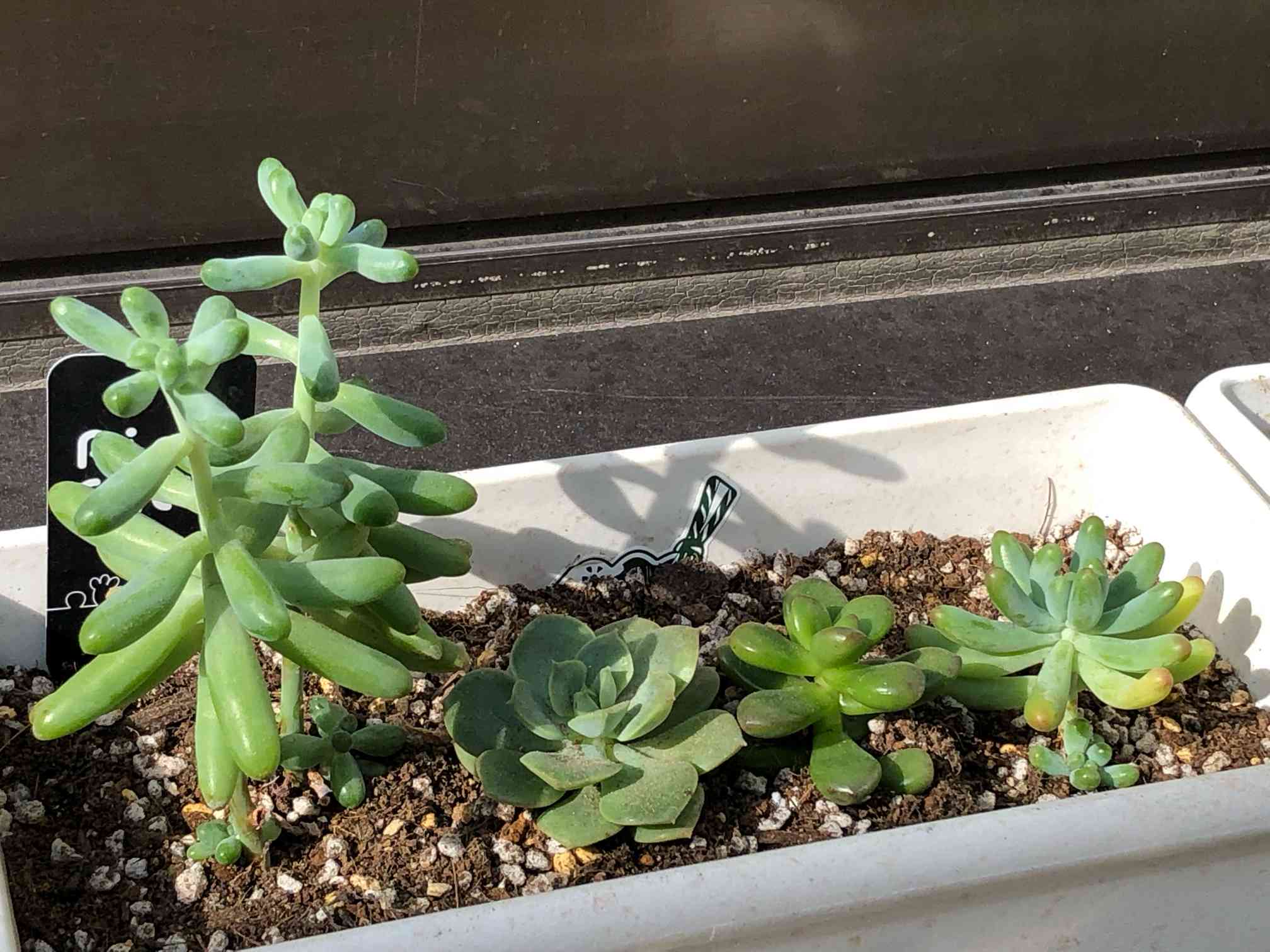 乙女心 6カット① 【公式通販】