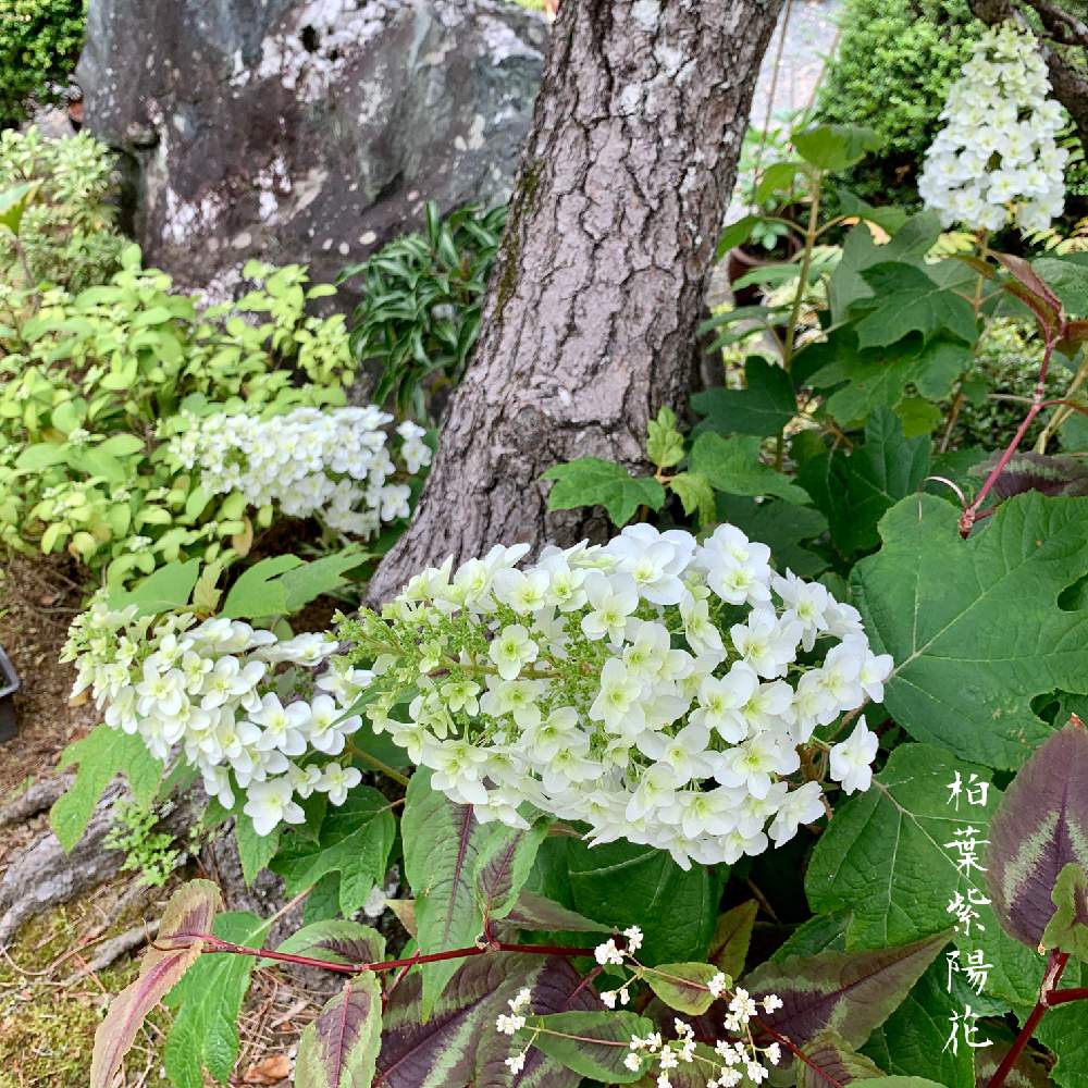 紫陽花 の投稿画像 By 美野美谷さん 和の庭と庭の花木と庭景色と和風の庭とm S Ajisai Hydrangea 月6月4日 Greensnap グリーンスナップ