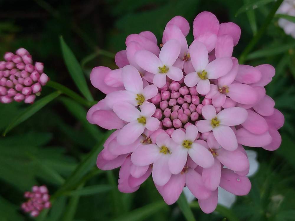 イベリスの投稿画像 By ドロップさん キャンディタフトとピンクの花と花のある暮らし 月6月4日 Greensnap グリーンスナップ