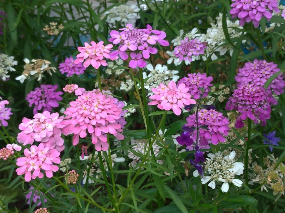 イベリスの投稿画像 By ドロップさん キャンディタフトとムラサキの花とピンクの花と花のある暮らし 月6月4日 Greensnap グリーンスナップ