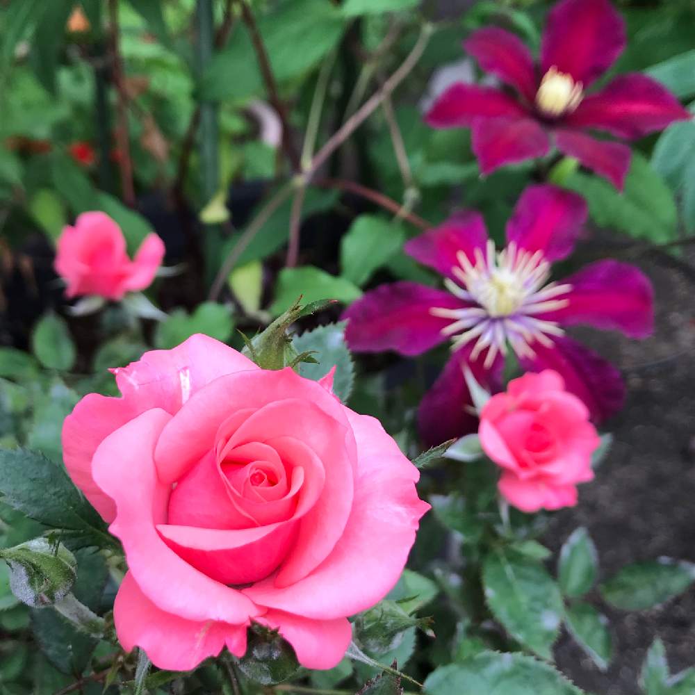 バラの投稿画像 By ちっちさん クレマチスとばら バラ 薔薇と花のある暮らしとクレマチス 鉢植えとバラを楽しむとおうちを彩る花 月6月4日 Greensnap グリーンスナップ