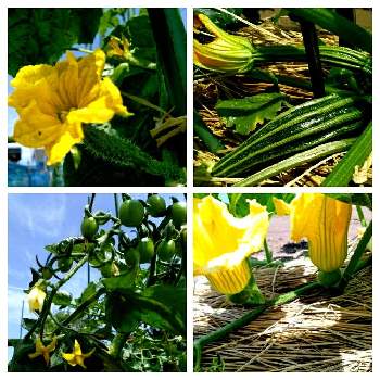 カボチャの花の画像 by たかこさん | 畑とカボチャの花とズッキーニのお花とミニトマトのお花とキュウリの花♪と家庭菜園