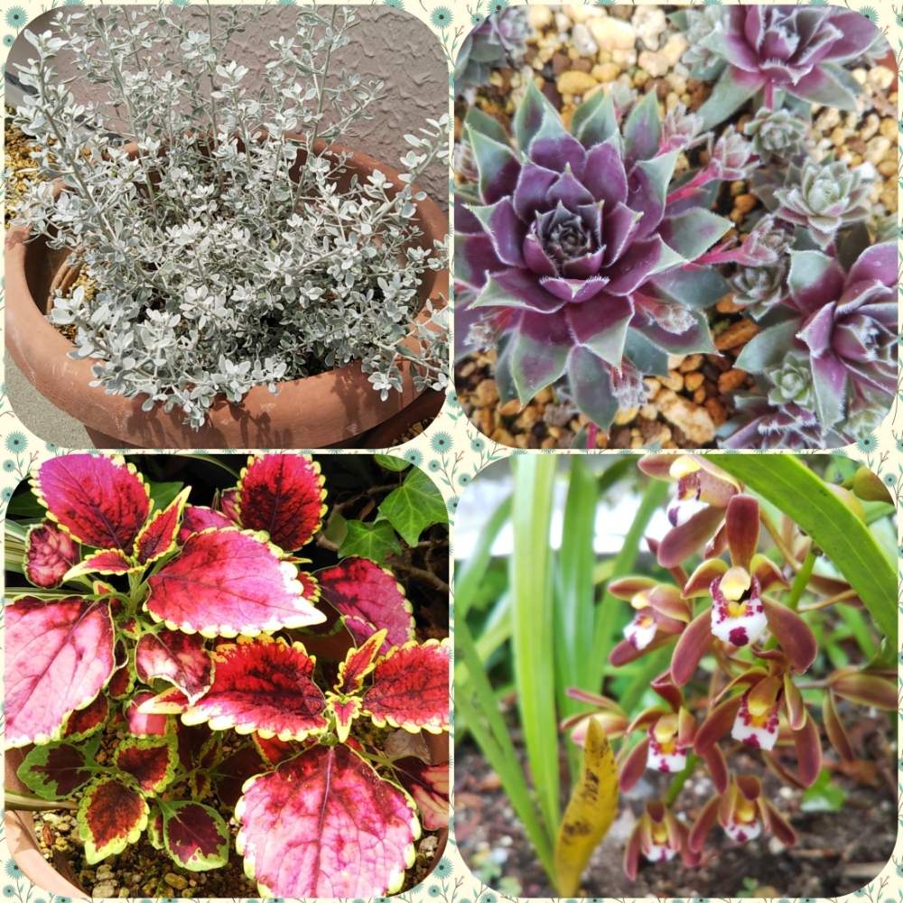 コリウスの投稿画像 By Sayokobaさん オレアリア リトルスモーキーとキンリョウヘン とセンベルビウムと多肉植物と花のある暮らしとしぞーか勢と多肉女子 月6月4日 Greensnap グリーンスナップ