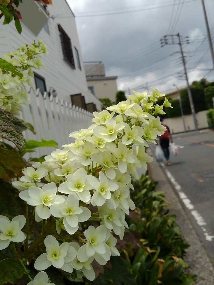 カシワバアジサイの投稿画像 By せつ工房さん 花壇と庭木と花のある暮らし 月6月4日 Greensnap グリーンスナップ