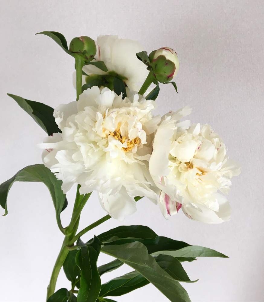 スプレー咲き 芍薬の投稿画像 By Mochiさん スーパーマーケットの花とお花女子とハナカジとメルシーフラワーと植物女子と花が好き 2020月6月4日 Greensnap グリーンスナップ