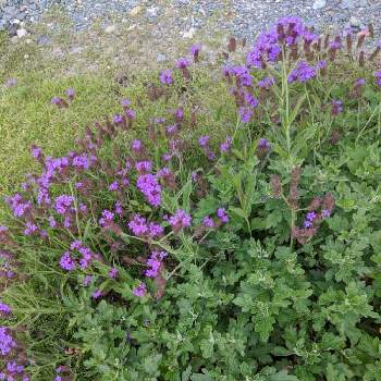 宿根バーベナの育て方 植え付け時期やグランドカバーにする方法は Greensnap グリーンスナップ