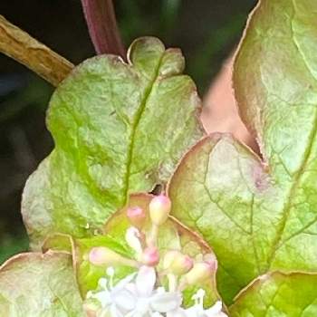 数珠珊瑚 赤玉の投稿画像一覧 Greensnap グリーンスナップ