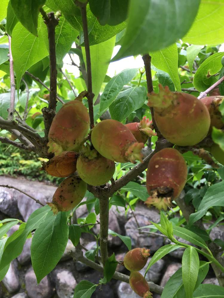 花のある暮らしの投稿画像 By たえポンさん 変わった形と秦野市戸川公園と蝋梅の実 月6月4日 Greensnap グリーンスナップ