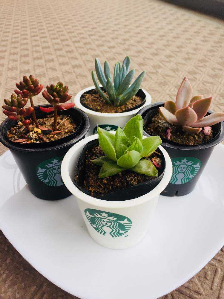 多肉ちゃん達 いろいろ Greensnap グリーンスナップ