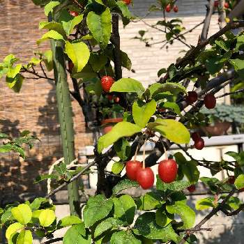 グミの木の投稿画像一覧 Greensnap グリーンスナップ