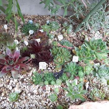 センペル花壇の投稿画像一覧 Greensnap グリーンスナップ