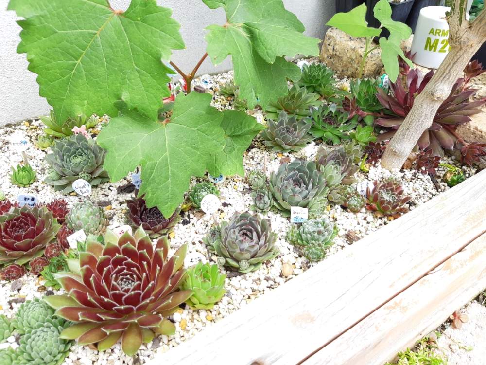 センペル花壇の投稿画像 By Momoyuさん 月6月4日 Greensnap グリーンスナップ