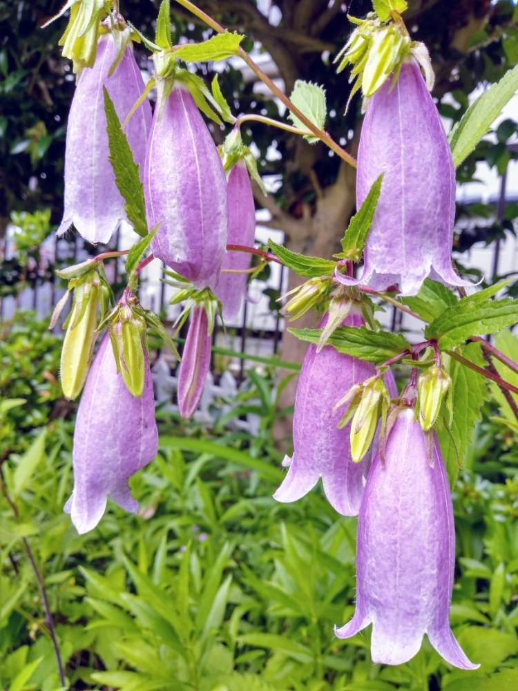 ホタルブクロの投稿画像 By ミキさん 地植えと山野草と紫の花と多年草 月6月4日 Greensnap グリーンスナップ