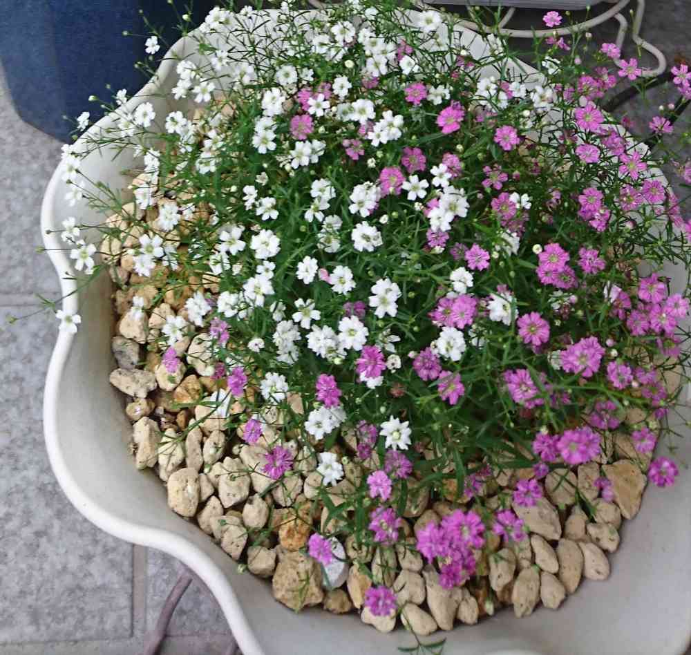 かすみ草様専用】 おまとめ2点