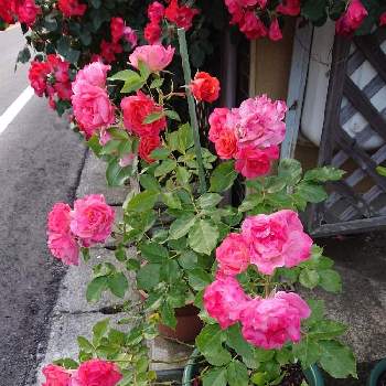 夕方のバラの画像 by 山ちゃんさん | バラ・ディズニーランドローズと夕方のバラと鉢植えと微香と花のある暮らしと我が家のバラ