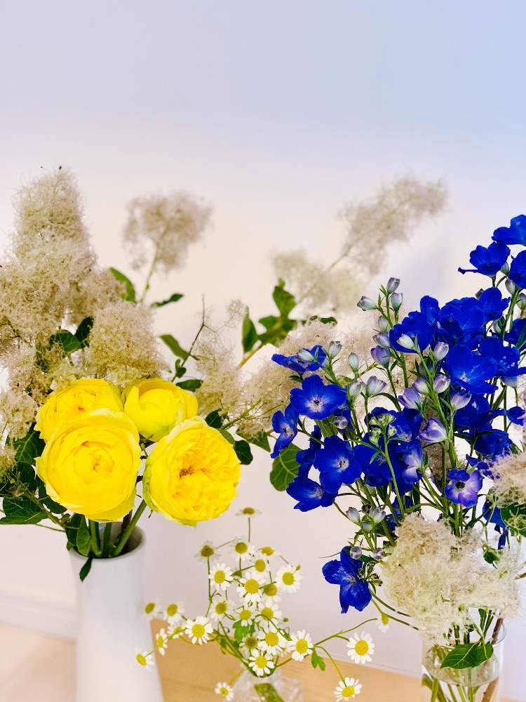 スモークツリーの投稿画像 By Izuminさん バラとマトリカリアとデルフィニウムと切り花と花のある暮らしと癒し 月6月4日 Greensnap グリーンスナップ
