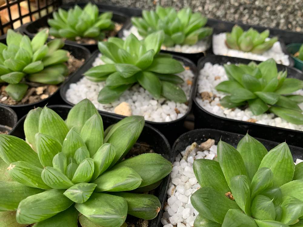 多肉植物の投稿画像 By おがさん 観葉植物と植物のある暮らしとgs映えとおうち園芸と休日の過ごし方と多肉女子と花のある暮らしとインテリアグリーン 月6月4日 Greensnap グリーンスナップ