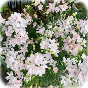 デルフィニウム さくらひめの投稿画像一覧 Greensnap グリーンスナップ