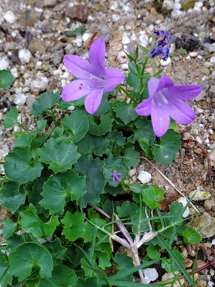 ベルフラワーの投稿画像 By しゅんさん 月6月4日 Greensnap グリーンスナップ