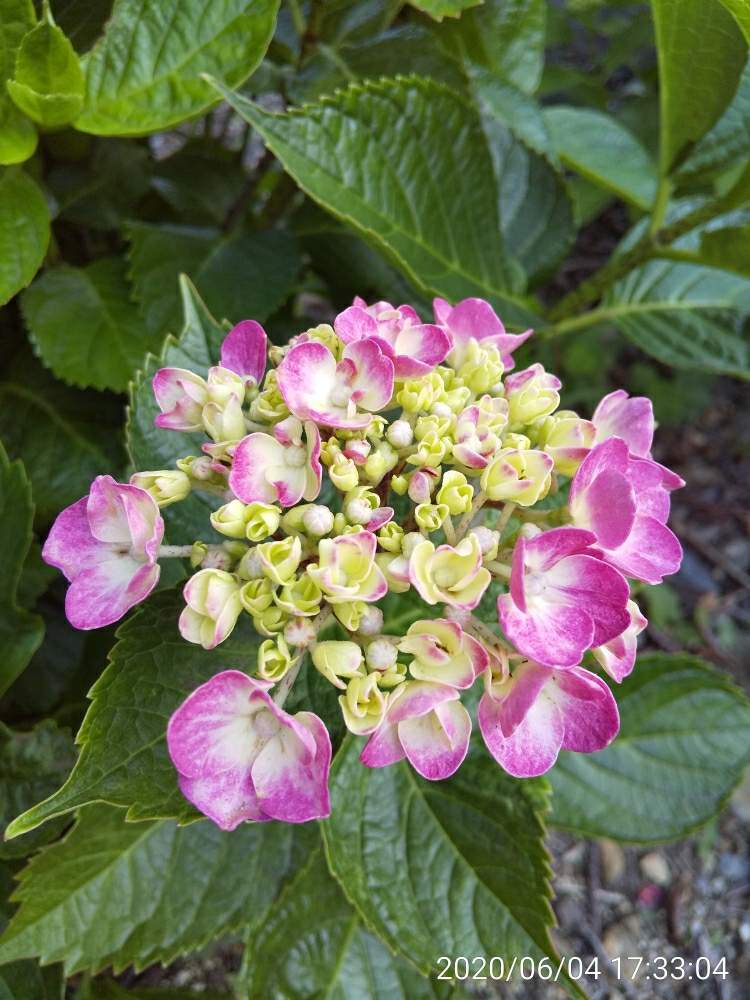 庭 の片隅で紫陽花の投稿画像 By 春の薔薇さん おうちde菜園とおうち園芸と軒下ガーデンと草花好き とガーデニング初心者 とばらの香り 月6月4日 Greensnap グリーンスナップ