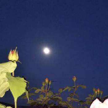 月がきれいの画像 by ❧❧coco❦❦さん | 小さな庭とグラハム トーマスとお花大好き♡とお花に癒されてと月がきれいと月とバラ