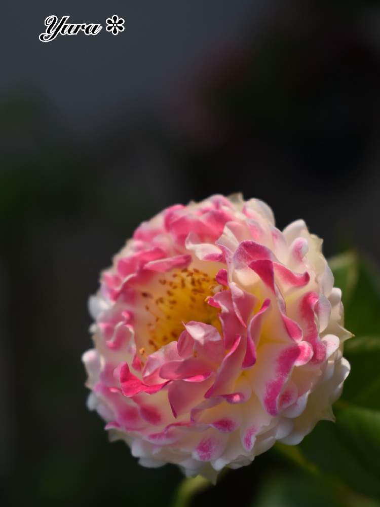 小さな庭の画像 by ゆらさん | 小さな庭と花のある暮らしと薔薇♡とピンク色のお花♡とゆら＊バラ