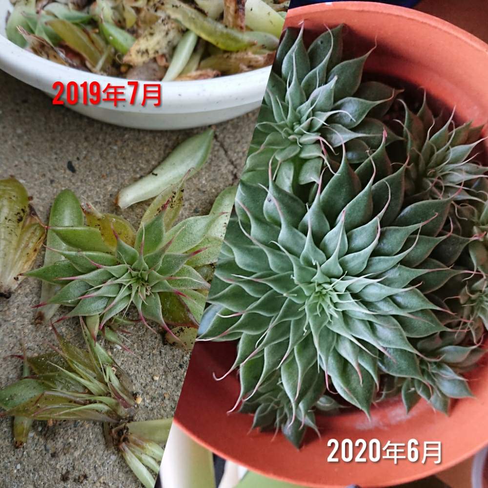 シルバースターの投稿画像 By こりんさん 多肉植物とgs2年生と多肉のある暮らしとおうち園芸とせいちょうきろくと多肉女子と小さな庭と多肉植物とgs2年生と多肉のある暮らしとおうち園芸とせいちょうきろくと多肉女子 月6月4日 Greensnap グリーンスナップ
