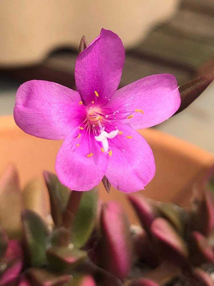 桜吹雪の花｜🍀GreenSnap（グリーンスナップ）