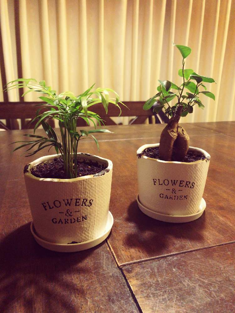 テーブルヤシの投稿画像 By たきもさん ガジュマル 月6月4日 Greensnap グリーンスナップ