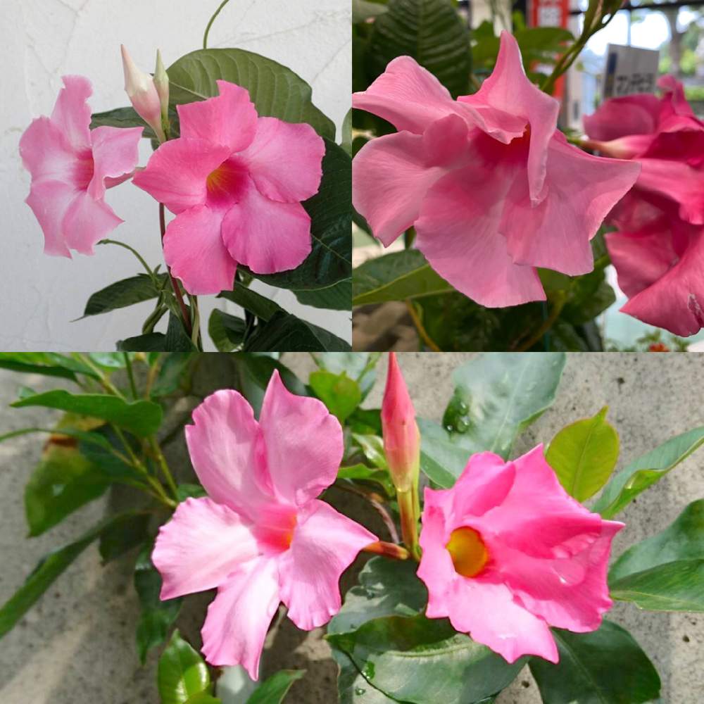 マンデビラの投稿画像 By Elenitaさん 小さな小さな庭 月6月4日 Greensnap グリーンスナップ