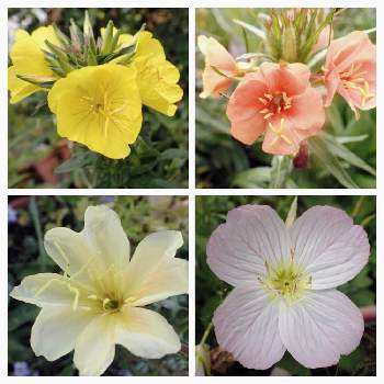 マツヨイグサの仲間の投稿画像一覧 Greensnap グリーンスナップ