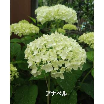 アナベル 紫陽花の仲間の投稿画像一覧 Greensnap グリーンスナップ