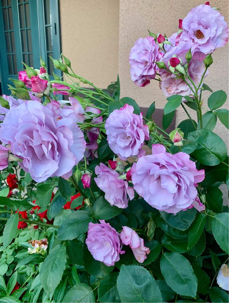 ディオレサンスの投稿画像 By トニーニョさん 玄関とばら バラ 薔薇と薔薇愛同盟と薔薇に魅せられてとはなはなとおうち園芸と花のある暮らしと薔薇 とばら 薔薇 バラとバラ ミニバラとロザリアンとバルコニストとばら バラ 薔薇と薔薇愛同盟と薔薇に魅せられてと