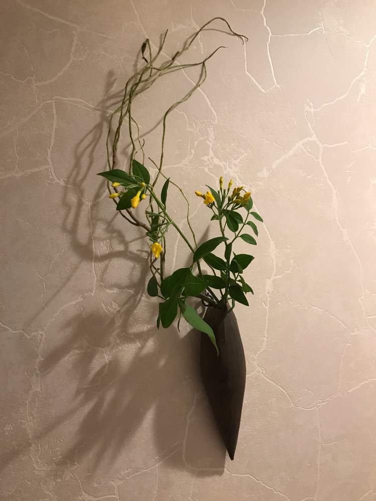 カロライナ ジャスミンの投稿画像 By つるさん 雲竜柳 ドラゴン柳 月6月5日 Greensnap グリーンスナップ