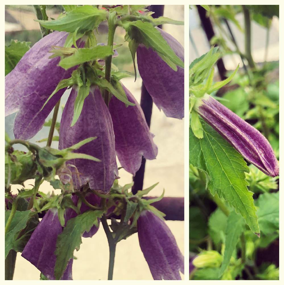 ホタルブクロの投稿画像 By ほたるぶくろさん ご近所の花壇 月6月5日 Greensnap グリーンスナップ