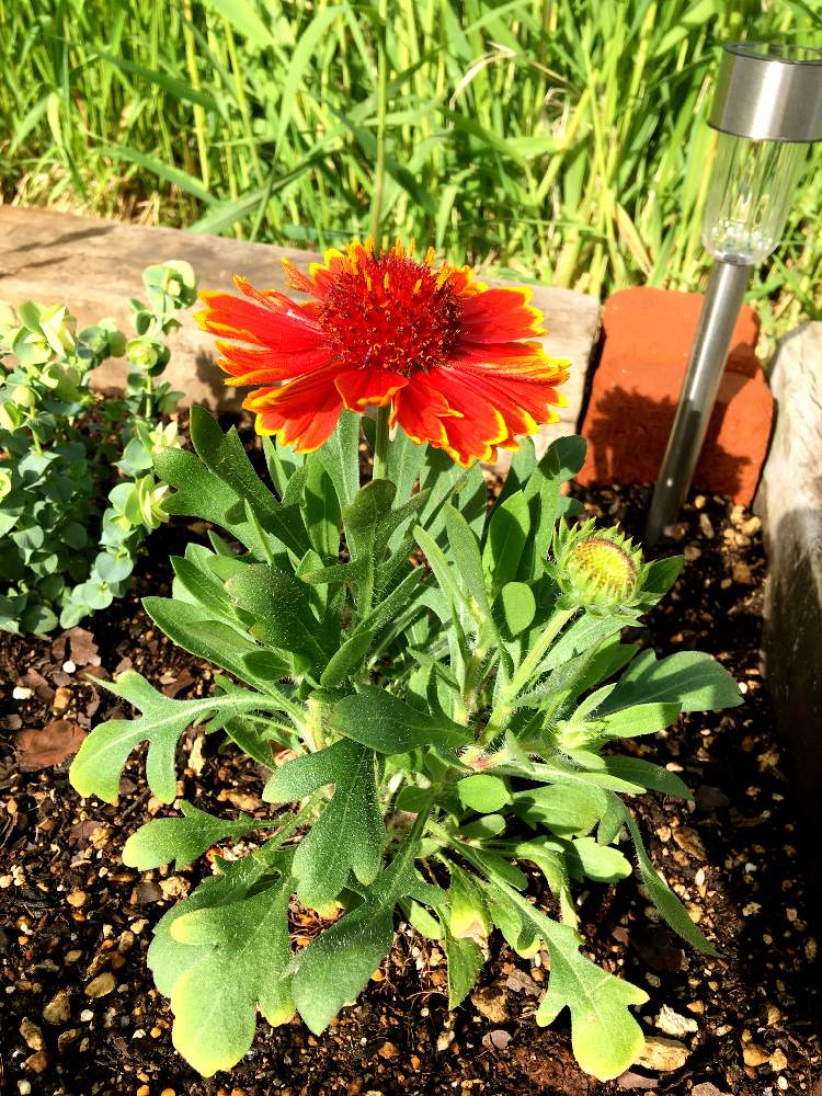 ガイラルディア スピントップの投稿画像 By たかさん 小さな庭 月6月5日 Greensnap グリーンスナップ Greensnap グリーンスナップ