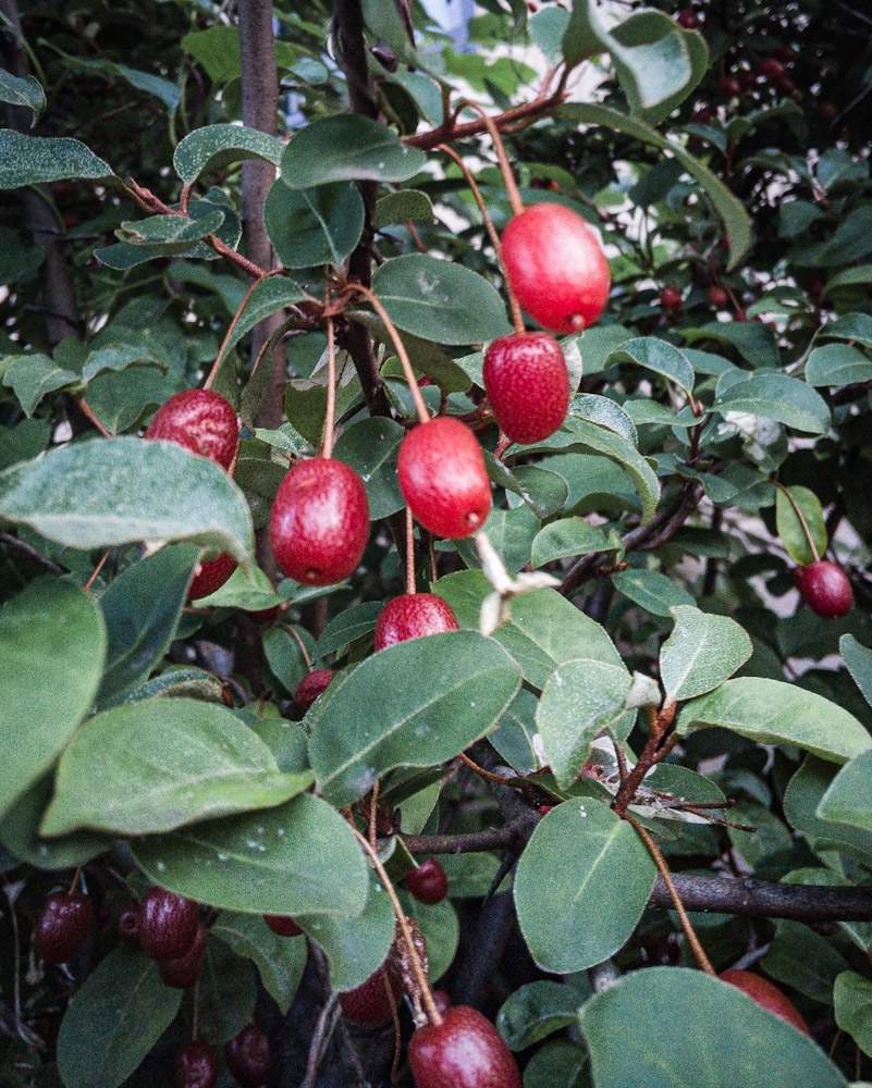 グミの投稿画像 By Otoさん 木の実と夏 と赤い実 月6月5日 Greensnap グリーンスナップ