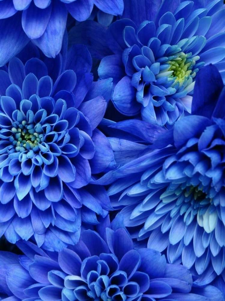 青い花の投稿画像 By Dianaさん 花のある暮らしと綺麗な花 月6月5日 Greensnap グリーンスナップ