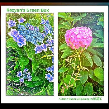 ガーデン ハイドレンジアの投稿画像一覧 Greensnap グリーンスナップ ガーデン ハイドレンジアの投稿画像一覧 Greensnap グリーンスナップ