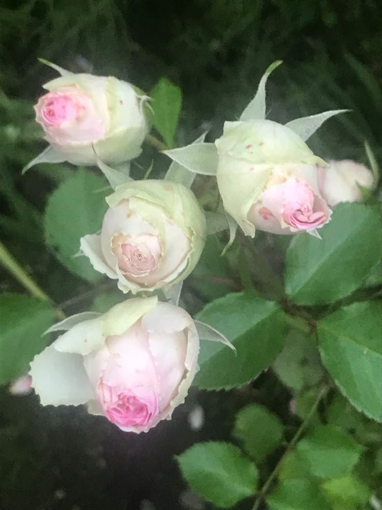 バラの投稿画像 By まぁ さん ミミエデンとバラ ミミエデンと薔薇に魅せられてとおうち園芸と おうち園芸 フォトコンテストと花のある暮らしと素敵色 月6月5日 Greensnap グリーンスナップ バラの投稿画像 By まぁ さん ミミエデンとバラ ミミエデンと薔薇に魅せられてとおうち園芸と おうち園芸 フォトコンテストと花のある暮らしと素敵色 月6月5日 Greensnap グリーンスナップ