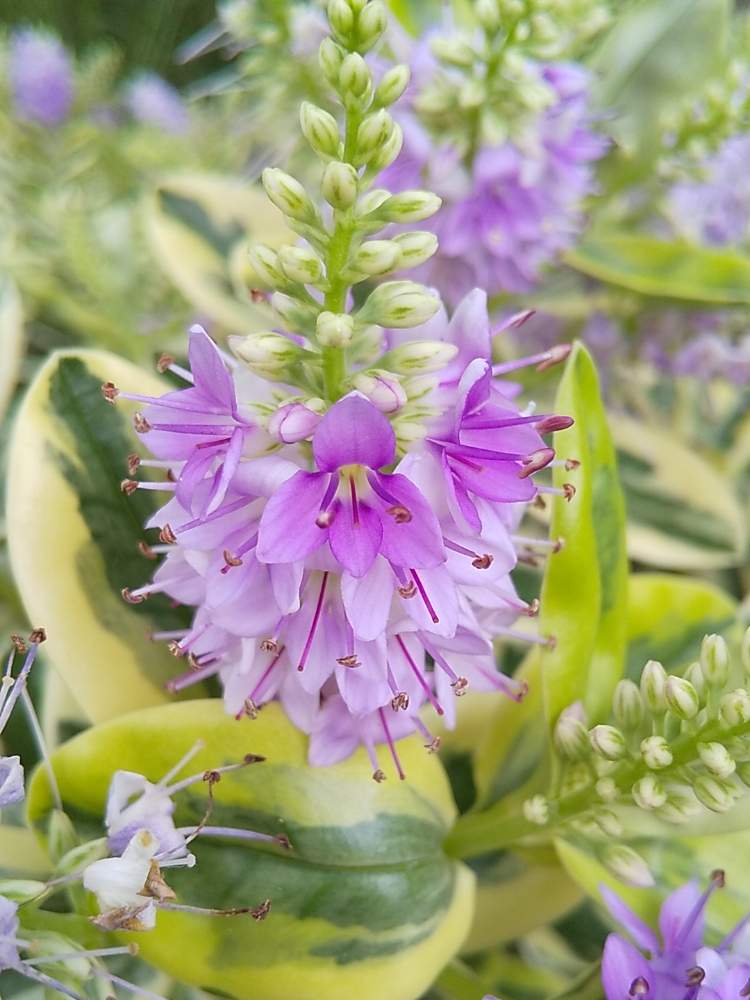 ヘーベの投稿画像 By たまごさん カンセキと可愛い花と紫色の花と綺麗な花とガーデニングと花のある暮らし 月6月5日 Greensnap グリーンスナップ