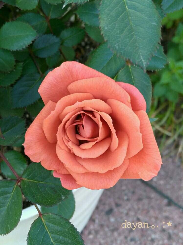 ミニバラ テディベアの投稿画像 By Dayanさん 薔薇愛同盟と鉢植えとナチュラルスタイルとgsでバラ園といやされると北海道と大人かわいい とバラを楽しむとdayan S Rose 月6月5日 Greensnap グリーンスナップ