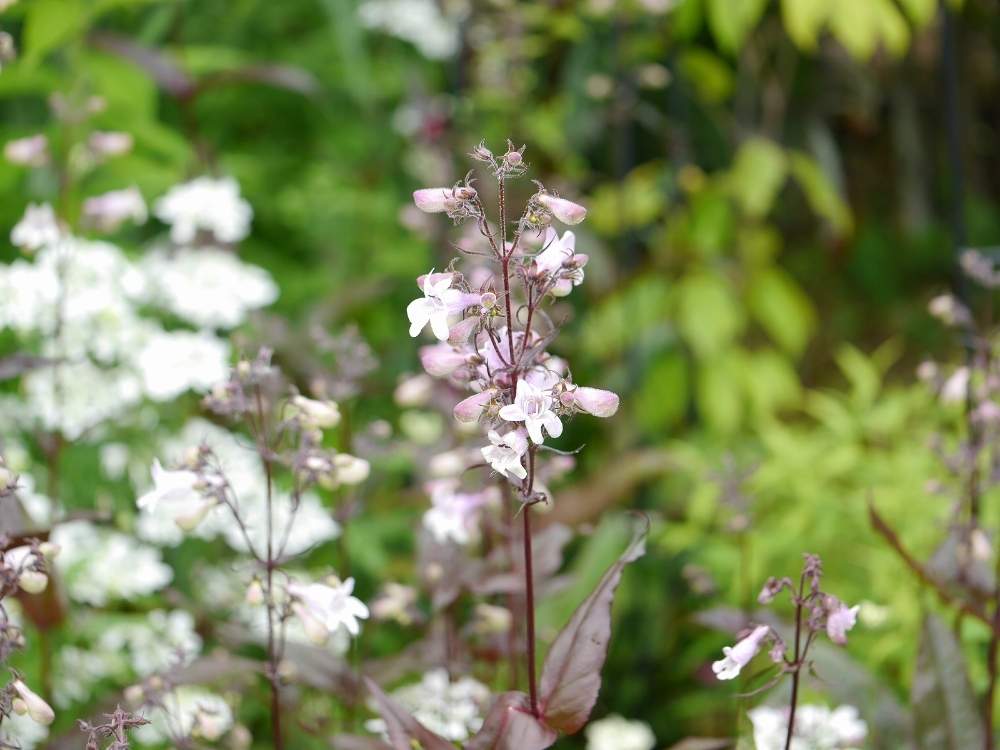 ペンステモン ミスティカの投稿画像 By はなさん こんな時こそ暮らしに花をとありがとう とおうち園芸と多年草と小さな幸せ と花のある暮らしとstay Home 月6月5日 Greensnap グリーンスナップ