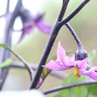 ナス,ナスの花,青い花,一眼レフ,マクロレンズの画像