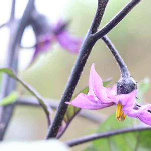 ナス,ナスの花,青い花,一眼レフ,マクロレンズの画像