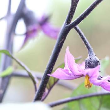 レモン,プランター栽培の画像