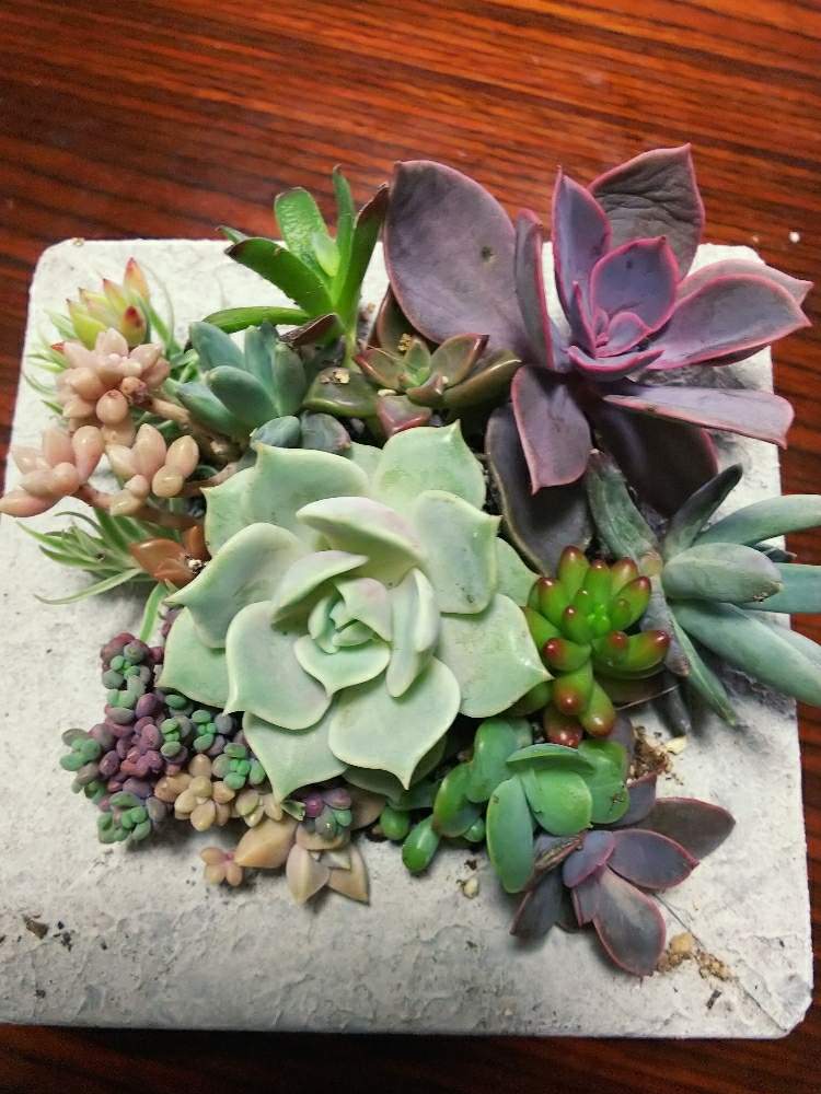 ローラの投稿画像 By ルナママさん 多肉植物と放置栽培とかわいい と多肉植物寄せ植えとおうち園芸と植中毒と多肉女子とタニラー 月6月5日 Greensnap グリーンスナップ