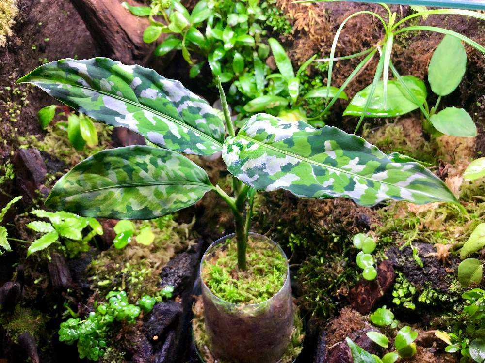 アグラオネマ アンダマン - 植物/観葉植物