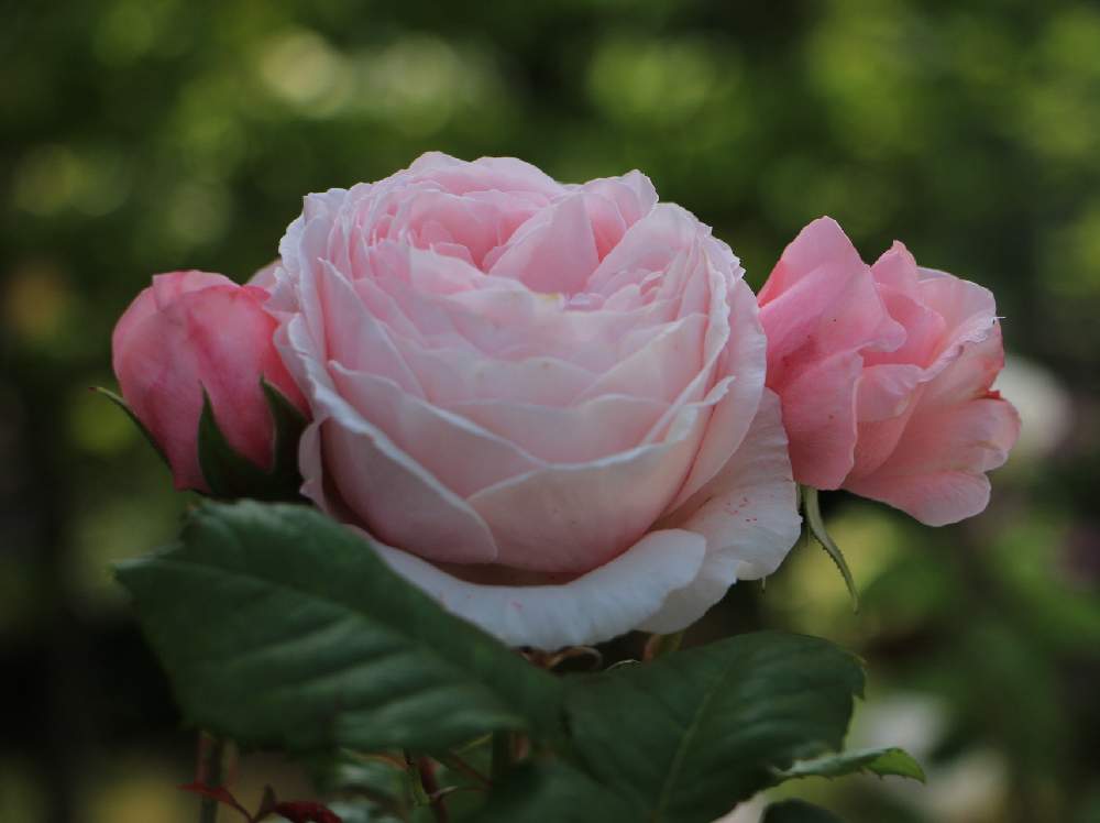 ナエマの投稿画像 By バンビーナさん 小さな庭と今日の庭とバラ クライミングローズとマイガーデンとつるバラとおうち園芸とつぼみとつる性植物と おうち園芸 フォトコンテストと今日のお花とピンクと一番花とデルバールとガーデニングと花のある暮らしと今日の庭と